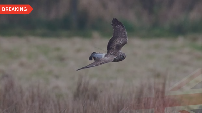 Natural England investigate disappearance of hen harrier in Yorkshire