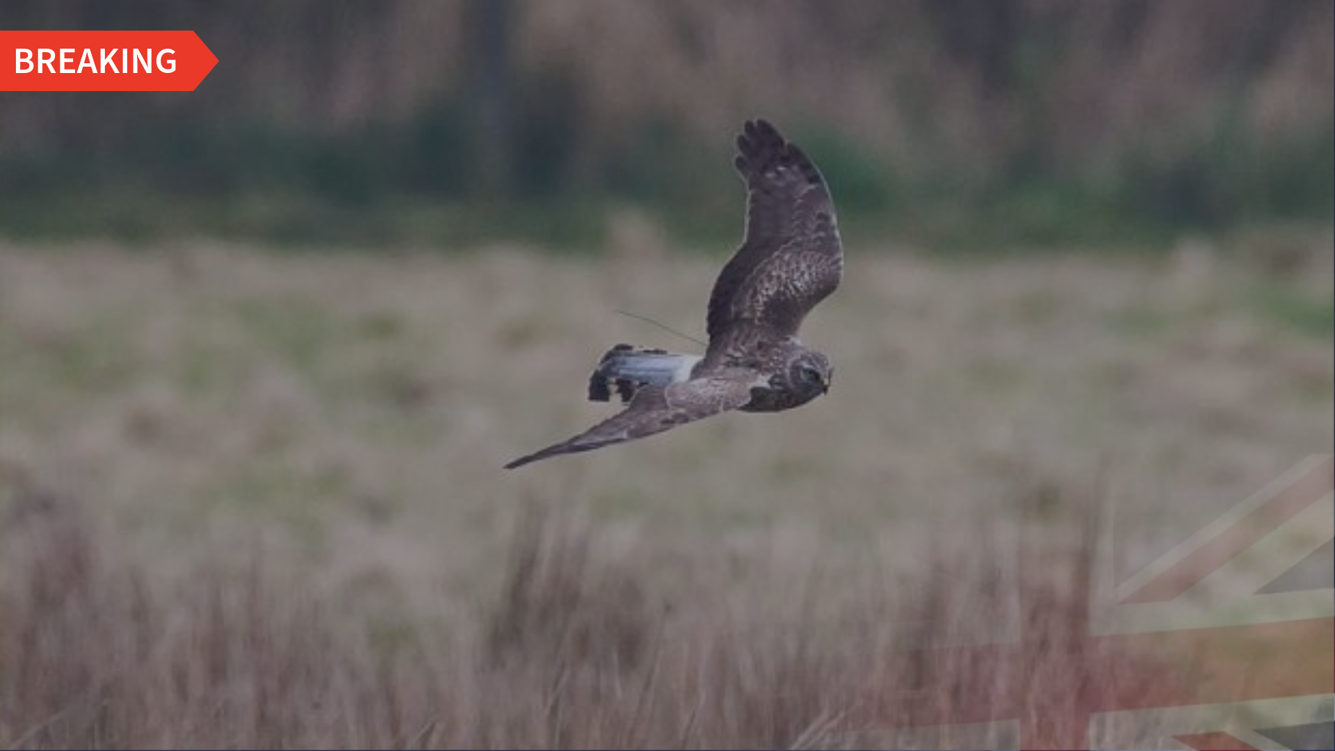 Natural England investigate disappearance of hen harrier in Yorkshire